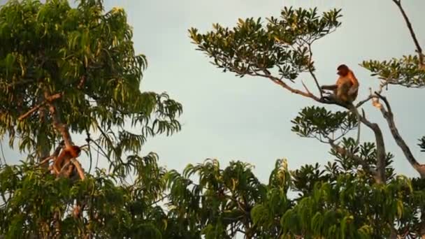 Macaco Probóscide Selvagem Nariz Grande Escalando Uma Árvore Procura Comida — Vídeo de Stock