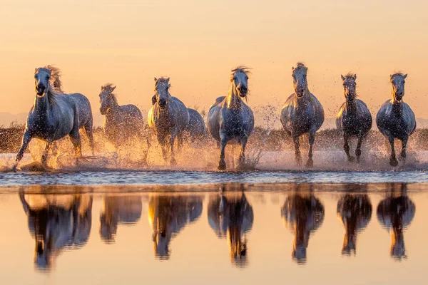 Auringonlasku Camarguessa Hevoset Meren Rannalla Auringonlasku Pohdinta — kuvapankkivalokuva