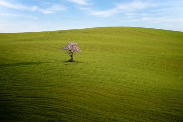 Одинокое Вишневое Дерево Зеленом Лугу Голубое Небо Тоскана Италия — стоковое фото