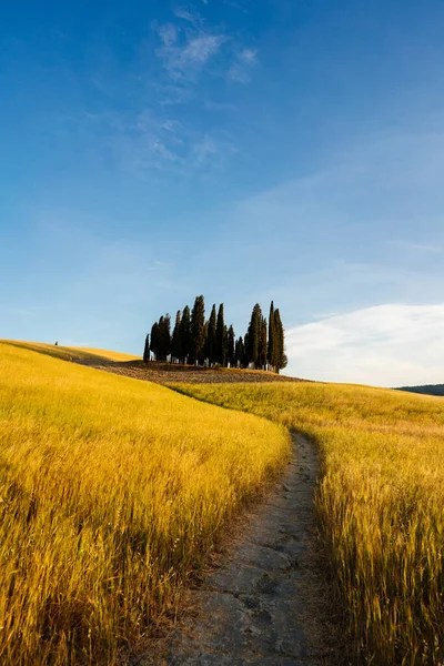 Krásná Italská Krajina Cypřiše Mezi Zlatými Poli Toskánska — Stock fotografie