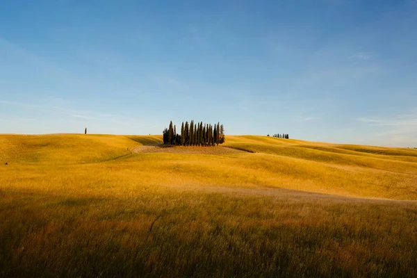 Italiaans Prachtig Landschap Cipressen Tussen Gouden Velden Van Toscane — Stockfoto