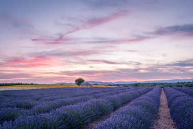 Provence, gün batımında lavanta tarlası, Valensole Platosu. Pastel tonu