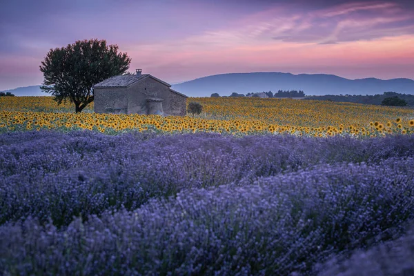Provence Levandulové Pole Při Západu Slunce Valensole Plateau Pastelový Tón — Stock fotografie