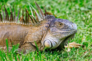 Yeşil iguana portresi. Egzotik iguana. Kosta Rika, Orta Amerika