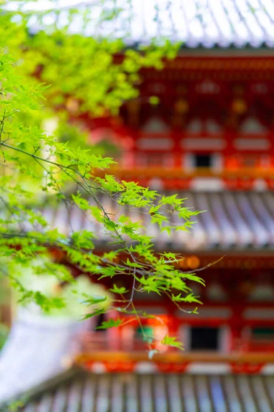 Vihreät Vaahteranlehdet Punainen Pagodi Taustalla Japani Kesäkohtaus — kuvapankkivalokuva
