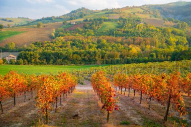 Castelvetro, Modena, Emilia Romagna, İtalya. Sonbaharda Lambrusco Grasparossa üzüm bağları ve tepeler üzerinde günbatımı. 