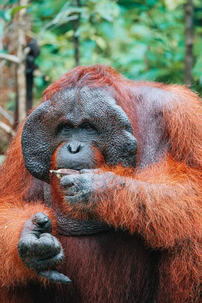Bornean Orangutanin Tai Pongo Pygmaeuksen Muotokuva Syö Banaania Maa — kuvapankkivalokuva