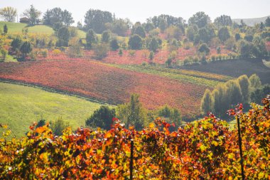 Castelvetro, Modena, Emilia Romagna, İtalya. Sonbaharda Lambrusco Grasparossa üzüm bağları.