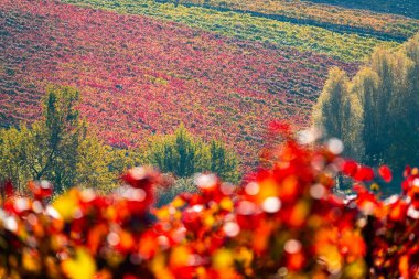 Castelvetro, Modena, Emilia Romagna, İtalya. Sonbaharda Lambrusco Grasparossa üzüm bağları.