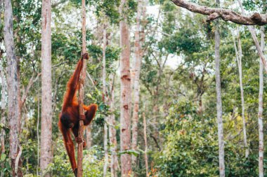 Borneo, Endonezya 'daki doğal ortamında Orangutan