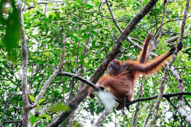 Orangutan, Borneo, Endonezya 'daki yağmur ormanlarında doğal ortamına işiyor.