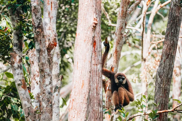 Borneanischer Weißbart Gibbon Dschungel Von Borneo Indonesien lizenzfreie Stockbilder