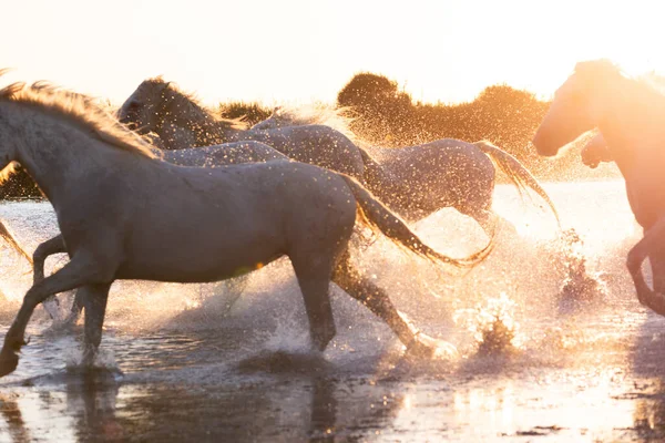 Weiße Camargue Pferde Laufen Wasser Entlang Aigues Mortes Frankreich Provence Stockfoto