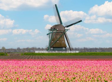 Hollanda 'da lalelerden ve yel değirmenlerinden oluşan sihirli bir manzara. Alkmaar, Amsterdam