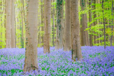 Halle ormanında sihirli sabah, hallerbos, BlueBell çiçekleri, Halle, Belçika. 