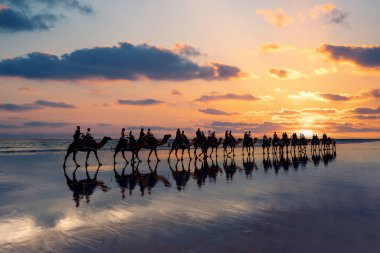 Cable Beach, Broome, gün batımında kıyıda develer. Kimberley, Batı Avustralya.