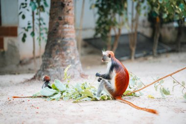 Red Colobus Monkey in Zanzibar, Tanzania clipart