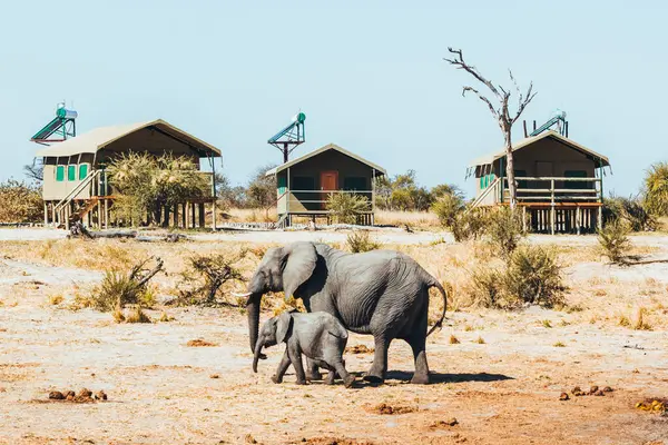stock image Wild Elephants, mother and baby, in a safari tent camp in botswana