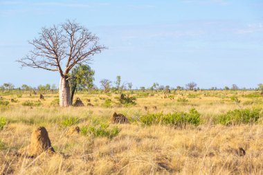 Baobab Ağacı ve termit tepecikleri, Kimberley, Batı Avustralya. 