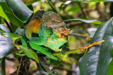 Yeşil Parsons bukalemunu ağaç dalında, vahşi hayvan, Madagaskar.