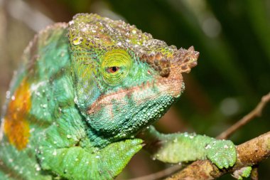 A detailed closeup of a colorful Madagascar chameleon resting on a branch, natural habitat  clipart