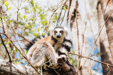 Halka kuyruklu lemur veya Lemur catta, Madagaskar 'da yaşayan büyük bir primatdır.