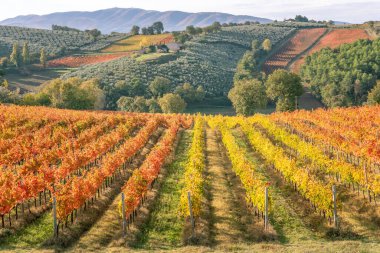 Montefalco, Umbria, İtalya 'daki sagrantino şarap bağları. Sonbahar renkleri.