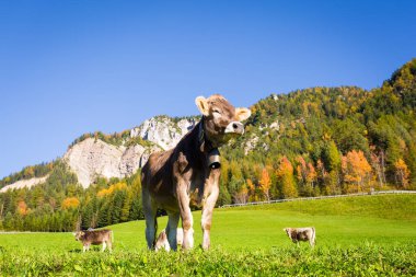 Dağ otlağındaki inek, Trentino, Dolomitler Alpleri, İtalya