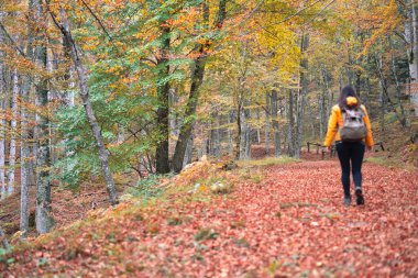 Sonbaharda ormanda yürüyüş, Foreste Casentinesi, Toskana, İtalya