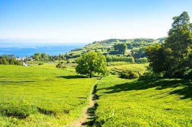 Gorreana çay fabrikası ve tarlası Azores 'in en popüler turistik yerlerinden biridir. Arkaplanda deniz