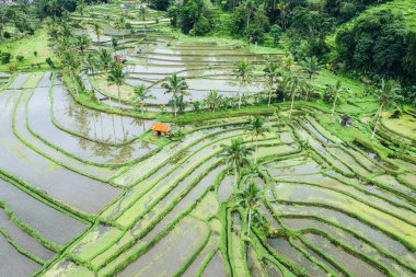 Bali 'de Jatiluwih Rice Terasları. İHA 'dan hava görüntüsü. Yeşil renkli palmiye ağaçlarıyla tarımsal parsellerin soyut geometrik şekilleri. Doğal ışık ve renk