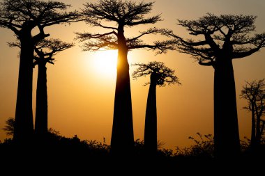 Baobab ağaçları gün batımında siluetlendi. Morondava, Madagaskar.
