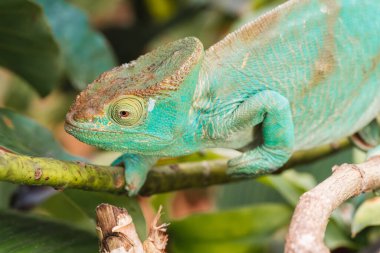 Bukalemun bir dala tünemiş. Andasibe, Madagaskar