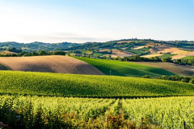 Üzüm bağları ve tarlalar, İtalya. Marche bölgesinde kırsal alan