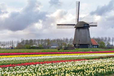 Geleneksel Hollanda yel değirmeniyle renkli lale tarlaları