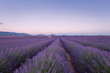 Fransa 'nın Provence kentindeki lavanta tarlasında, gün doğumunda, taştan bir binayla.