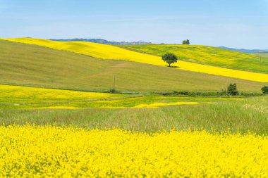 Sarı kolza tohumu tarlaları ve tepede yalnız bir ağaç olan Toskana manzarası..