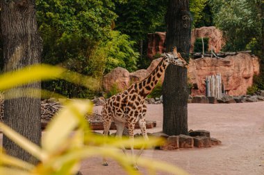 Hayvanat bahçesindeki zürafa