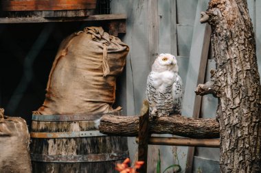 Hayvanat bahçesindeki baykuş