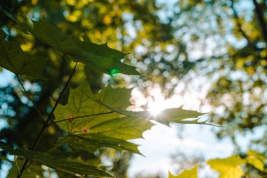 Ormanda güzel sonbahar yaprakları