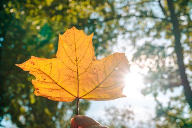 Ormanda sonbahar yaprakları