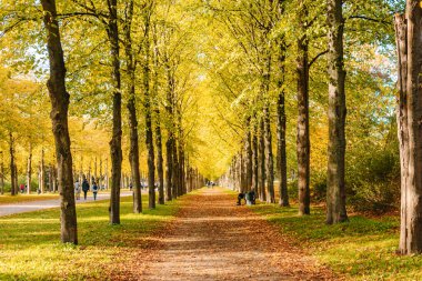 Şehirdeki sonbahar parkı