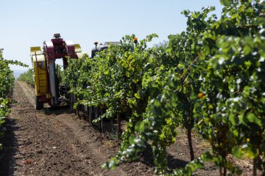 Güneşli bir günde mekanik hasat. Üzüm bağlarındaki makinelerle hasat..