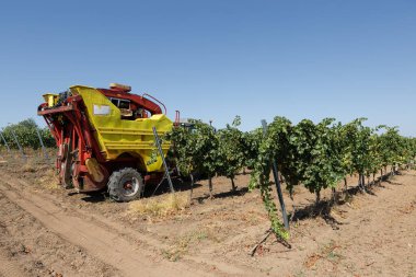 Güneşli bir günde mekanik hasat. Üzüm bağlarındaki makinelerle hasat..