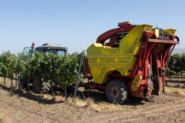 Güneşli bir günde mekanik hasat. Üzüm bağlarındaki makinelerle hasat..