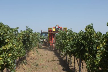 Güneşli bir günde mekanik hasat. Üzüm bağlarındaki makinelerle hasat..