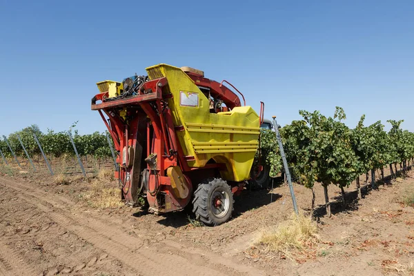 Güneşli bir günde mekanik hasat. Üzüm bağlarındaki makinelerle hasat..