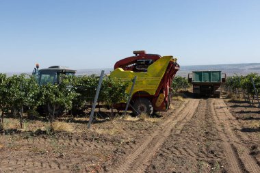 Güneşli bir günde mekanik hasat. Üzüm bağlarındaki makinelerle hasat..
