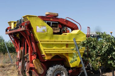 Güneşli bir günde mekanik hasat. Üzüm bağlarındaki makinelerle hasat..