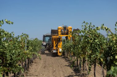 Güneşli bir günde mekanik hasat. Üzüm bağlarındaki makinelerle hasat..